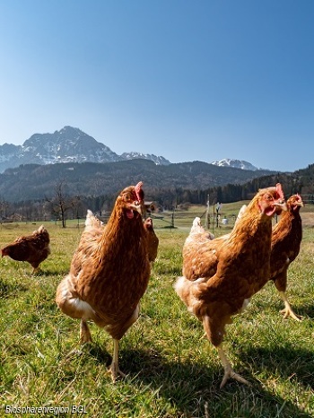 Mit Oma und Opa die Welt entdecken: Glückliche Hühner und ihre Eier